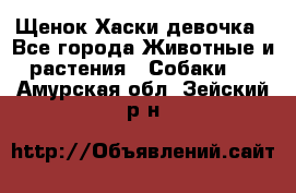 Щенок Хаски девочка - Все города Животные и растения » Собаки   . Амурская обл.,Зейский р-н